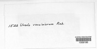 Naohidemyces vaccinii image